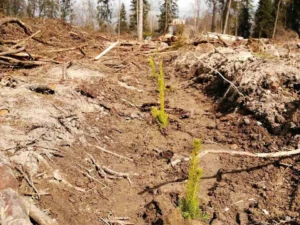 Фотоотчет с акции Неделя леса-2020