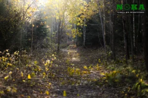 Коллектив компании НОКА ТЕХ принял участие в акции «Чистый лес»