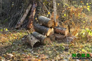 Коллектив компании НОКА ТЕХ принял участие в акции «Чистый лес»