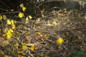 Коллектив компании НОКА ТЕХ принял участие в акции «Чистый лес»