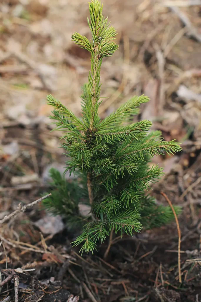 Участие в акции «Неделя леса»