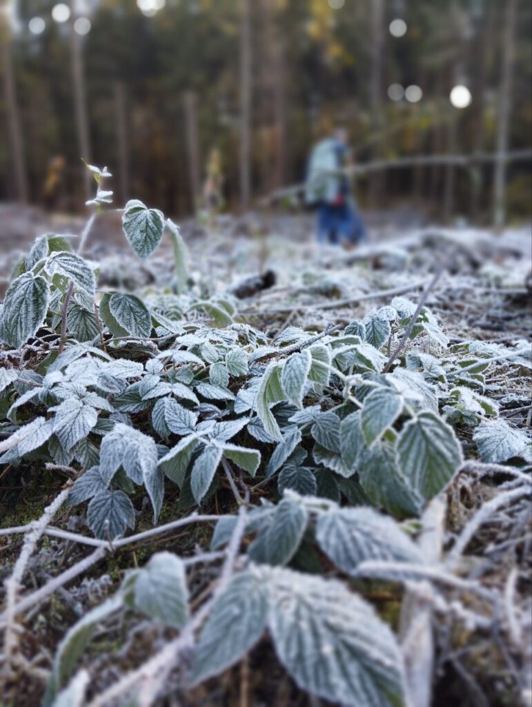 НОКА ТЕХ на акции «Дай лесу новае жыццё!»